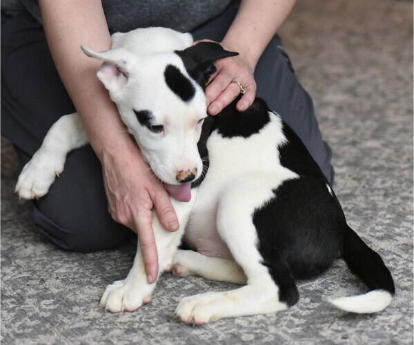 Medium Photo #4 American Bulldog-Labrador Retriever Mix Puppy For Sale in Mechanicsburg, PA, USA