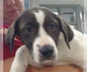 Mutt Dogs for adoption in Oklahoma City, OK, USA