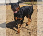 Small #3 Rottweiler Mix