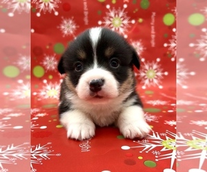 American Corgi Puppy for sale in FAIRBANK, IA, USA