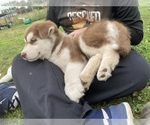Small Photo #7 Alusky Puppy For Sale in LEWISBURG, PA, USA