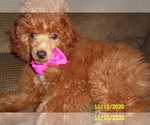 Small Poodle (Miniature)