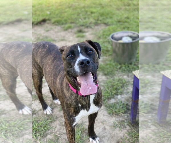 Medium Photo #1 Boxweiler Puppy For Sale in Virginia Beach, VA, USA