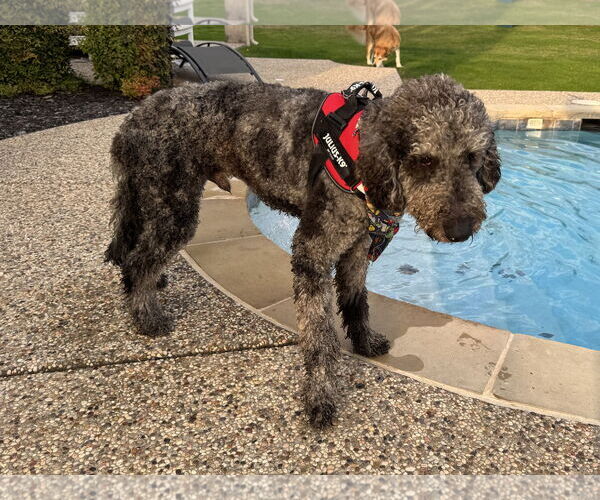 Medium Photo #3 Aussiedoodle Puppy For Sale in McKinney, TX, USA