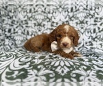 Small #2 Cockapoo (Miniature)