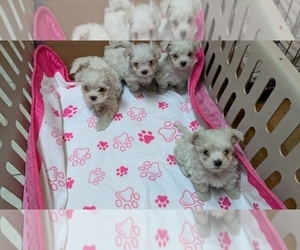 Maltese Puppy for sale in DOYLESTOWN, OH, USA