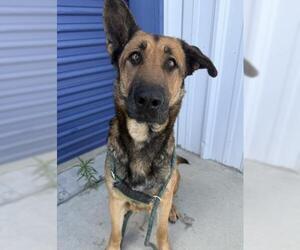 German Shepherd Dog Dogs for adoption in Bakersfield, CA, USA