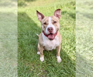Nova - Female Mutt Dog for Adoption - Photo #2