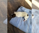 Small Photo #9 German Shorthaired Pointer Puppy For Sale in TIPTONVILLE, TN, USA