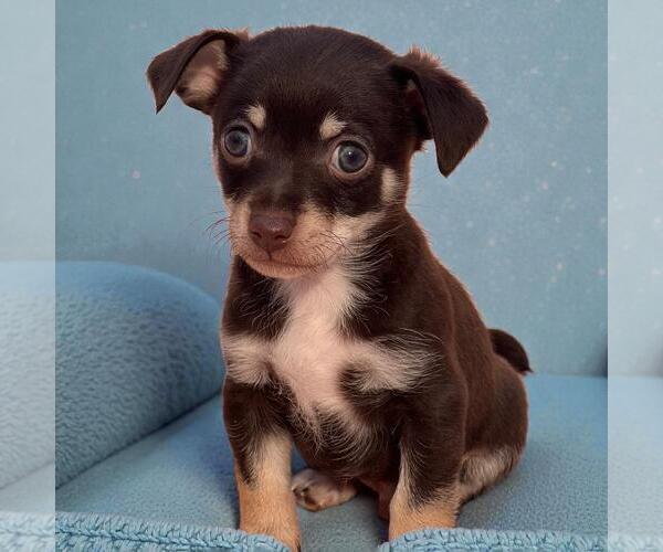 Medium Photo #1 Chihuahua-Unknown Mix Puppy For Sale in San Diego, CA, USA