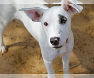 Labrador Retriever-Unknown Mix Dogs for adoption in Tallahassee, FL, USA