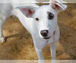 Small Labrador Retriever Mix