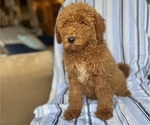 Small Photo #11 Goldendoodle (Miniature) Puppy For Sale in SAN FERNANDO, CA, USA