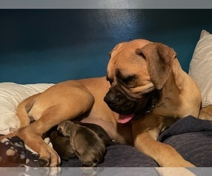 Boxer-Bullmastiff Mix Litter for sale in WELLTON, AZ, USA