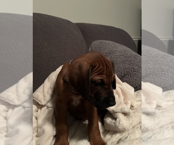 Medium Photo #7 Rhodesian Ridgeback Puppy For Sale in MURFREESBORO, TN, USA