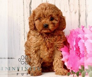 Cavapoo (Miniature) Puppy for sale in NEW HOLLAND, PA, USA