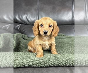 Dachshund Puppy for sale in FRANKLIN, IN, USA