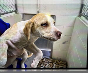 Catahoula Leopard Dog-Unknown Mix Dogs for adoption in Ocala, FL, USA