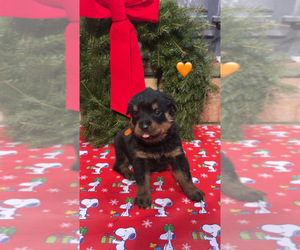 Rottweiler Puppy for sale in STOKESDALE, NC, USA