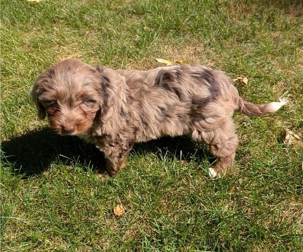 Medium Photo #10 Miniature Bernedoodle Puppy For Sale in GOSHEN, IN, USA