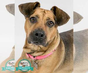 Mutt Dogs for adoption in Kennesaw, GA, USA