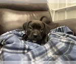 Small Photo #78 American Bully Puppy For Sale in REESEVILLE, WI, USA