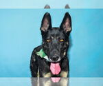 Small German Shepherd Dog