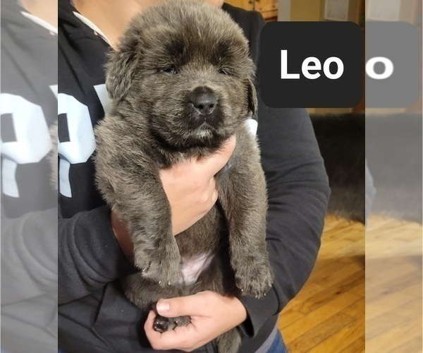 Medium Photo #9 Tibetan Mastiff Puppy For Sale in PRINCETON, MN, USA