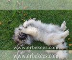 Small Photo #41 Keeshond Puppy For Sale in FAYETTEVILLE, TN, USA