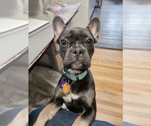 French Bulldog Dogs for adoption in St. Louis Park, MN, USA