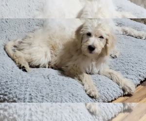 Goldendoodle Dog for Adoption in AIKEN, South Carolina USA