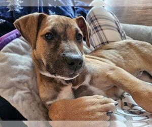 Golden Retriever-Unknown Mix Dogs for adoption in Brooklyn Center, MN, USA