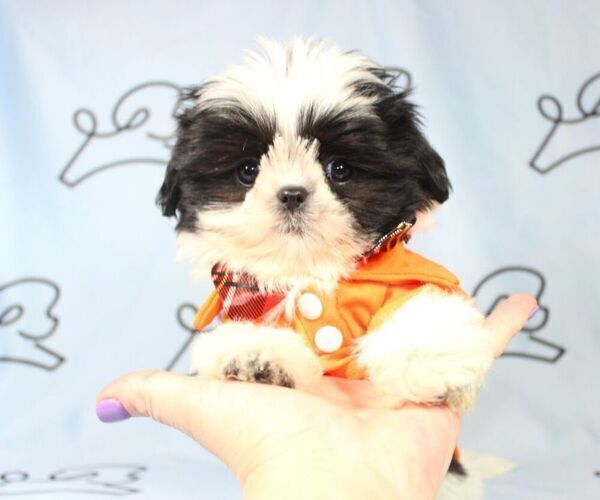 Medium Photo #13 Shih Tzu Puppy For Sale in LAS VEGAS, NV, USA