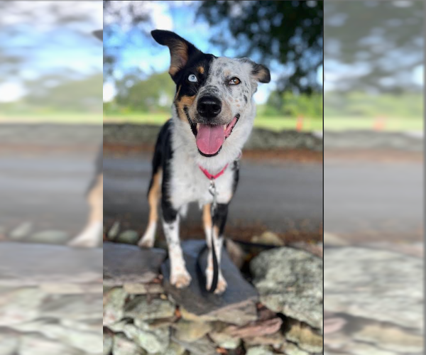Medium Photo #3 Australian Shepherd-Unknown Mix Puppy For Sale in Cranston, RI, USA