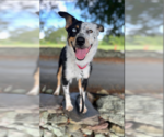 Small Photo #3 Australian Shepherd-Unknown Mix Puppy For Sale in Cranston, RI, USA