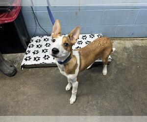 Basenji-Unknown Mix Dogs for adoption in Evansville, IN, USA
