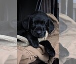 Small Photo #17 Labrador Retriever Puppy For Sale in STROUD, OK, USA