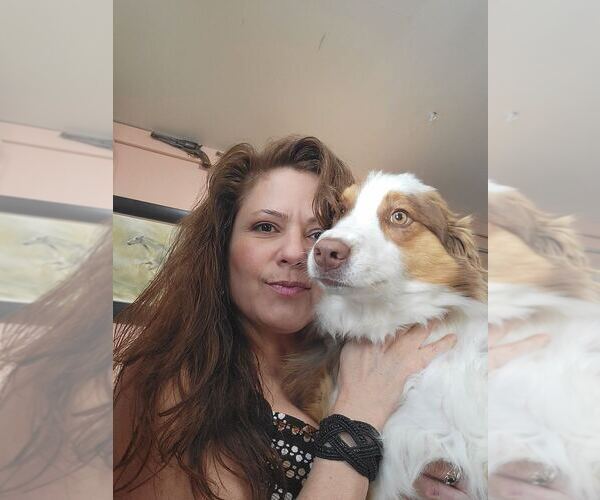 Medium Photo #1 Miniature Australian Shepherd Puppy For Sale in ILIFF, CO, USA