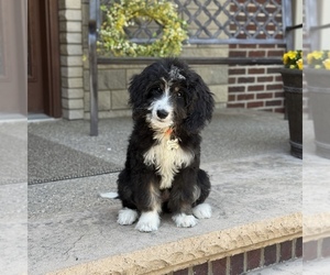 Bernedoodle Puppy for sale in WOLCOTT, IN, USA