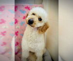 Small #3 Goldendoodle (Miniature)