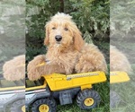 Jace - Male Cockapoo (Miniature) Puppy for Sale - Photo #5