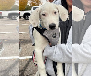 Falkor - Male Great Pyrenees-Unknown Mix Dog for Adoption - Photo #16