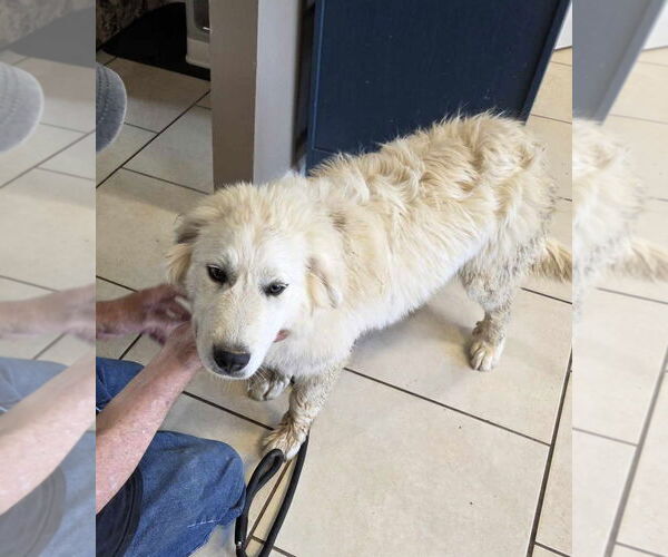 Medium Photo #10 Great Pyrenees Puppy For Sale in Croydon, NH, USA