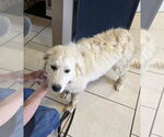 Small #9 Great Pyrenees