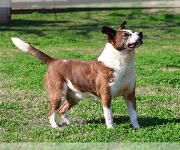Medium Photo #2 Beagle-Unknown Mix Puppy For Sale in Grovetown, GA, USA