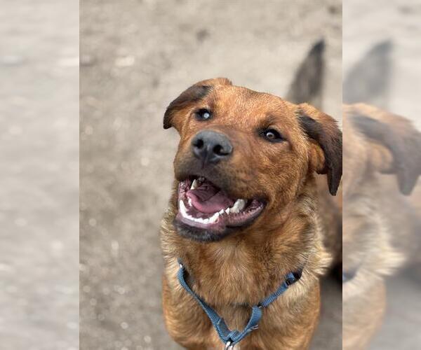 Medium Photo #3 Shepweiller Puppy For Sale in San Bernardino, CA, USA