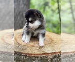 Small #1 Alaskan Klee Kai-Pomsky Mix