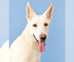 ELLEN - Female Carolina Dog Dog for Adoption - Small photo