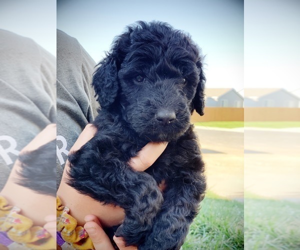 Medium Photo #2 Goldendoodle Puppy For Sale in LITTLETON, CO, USA