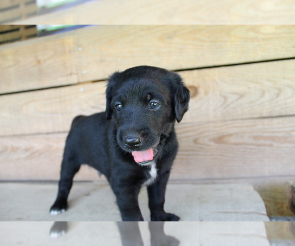 Medium Photo #5 Double Doodle Puppy For Sale in FREDERICKTOWN, MO, USA